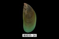 藏品(綠殼菜蛤)的圖片